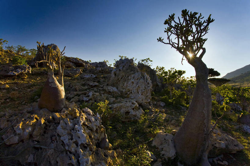 无人,横图,也门,摄影,中东,猴面包树,彩图,阿拉伯半岛,亚丁湾,阿拉伯海