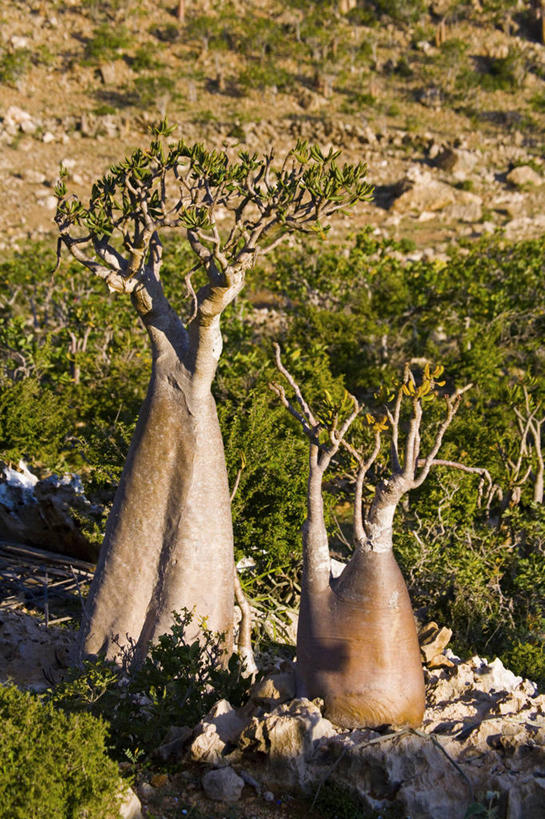 无人,竖图,也门,摄影,中东,猴面包树,彩图,阿拉伯半岛,亚丁湾,阿拉伯海