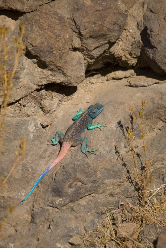 无人,竖图,变色龙,蜥蜴,也门,摄影,中东,彩图,阿拉伯半岛