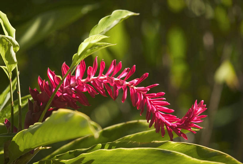 无人,横图,特写,植物,巴巴多斯,岛,紫姜,摄影,拉丁美洲,彩图