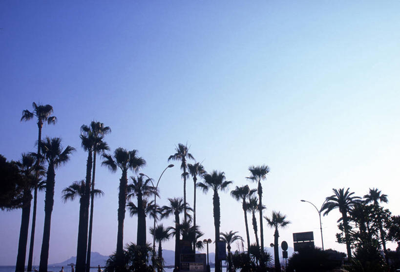 无人,横图,棕榈树,法国,欧洲,戛纳,摄影,普罗旺斯,地中海文化,彩图