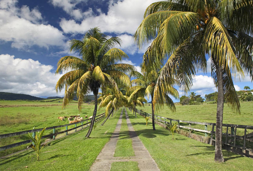 无人,横图,岛,摄影,拉丁美洲,瓜德罗普岛,彩图,法国海外领土