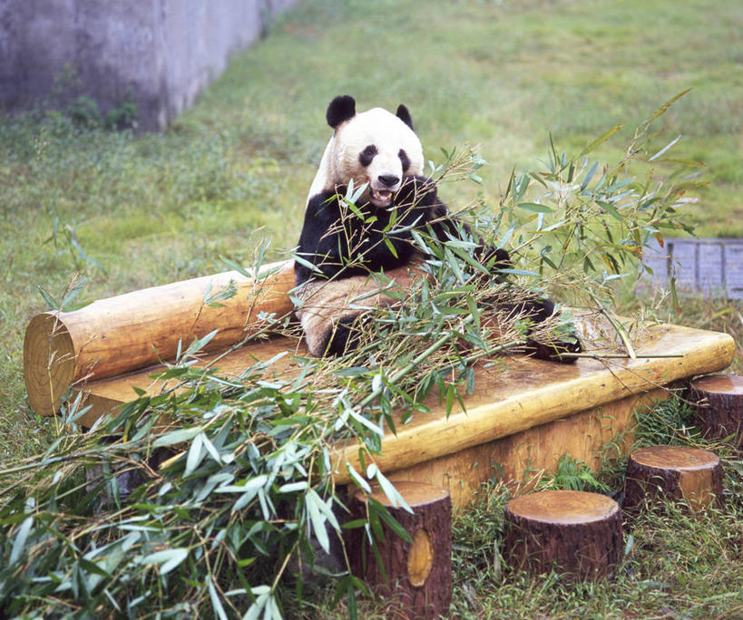 无人,动物园,横图,城市,熊猫,重庆,亚洲,动物,摄影,四川省,彩图