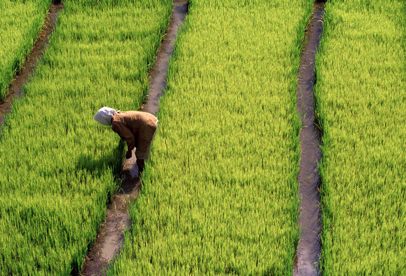 横图,室外,农业,菲律宾,亚洲,稻田,绿色,摄影,彩图