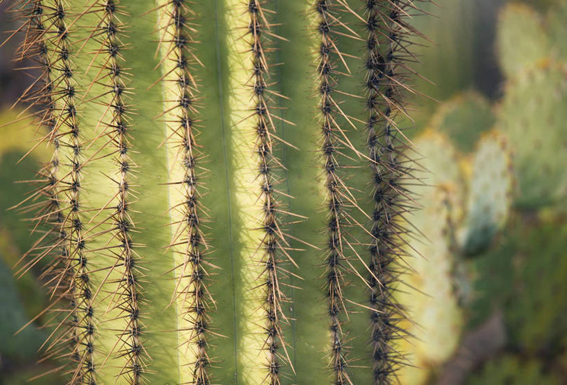 无人,横图,室外,仙人掌,美国,摄影,亚利桑那,北美,北美洲,国家公园,美洲,图森市,亚利桑那州,大峡谷之州,北亚美利加洲,亚美利加洲,萨瓜罗国家公园,皮马县,彩图,美利坚合众国