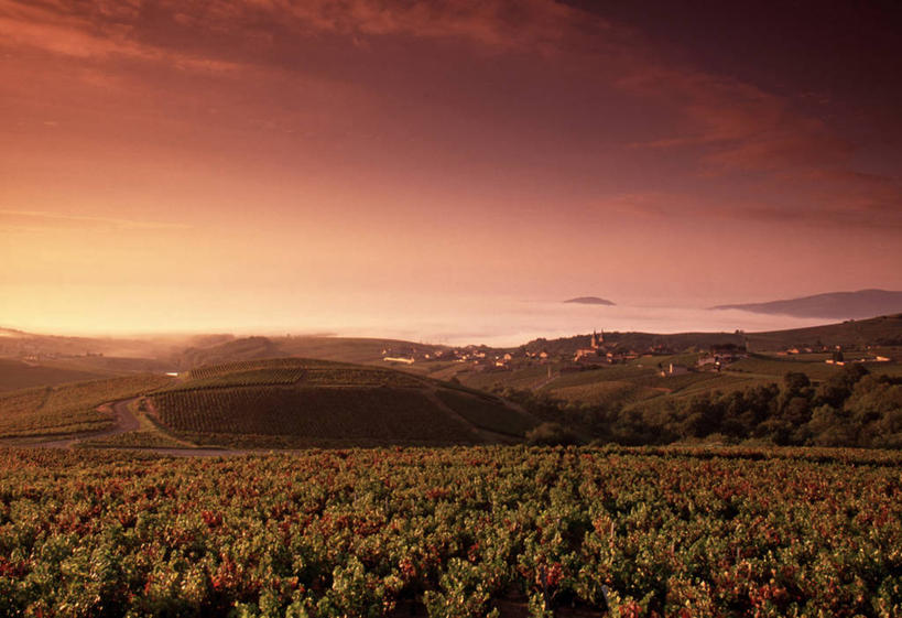 无人,横图,室外,法国,欧洲,地形,乡村,葡萄园,摄影,法国文化,布根地,彩图