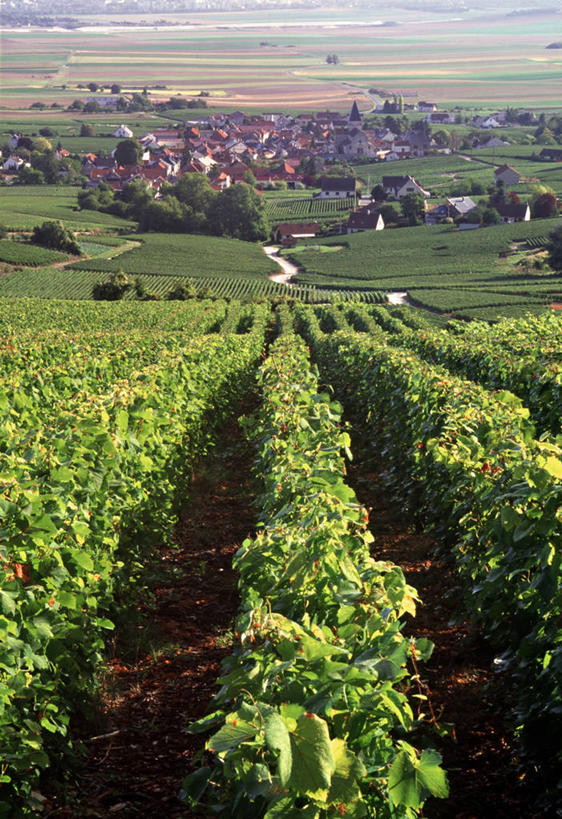 无人,竖图,室外,法国,欧洲,乡村,葡萄园,香槟,摄影,西欧,法兰西,法国文化,法兰西共和国,法兰西第五共和国,香槟.阿登,香槟.阿登大区,马恩省,彩图