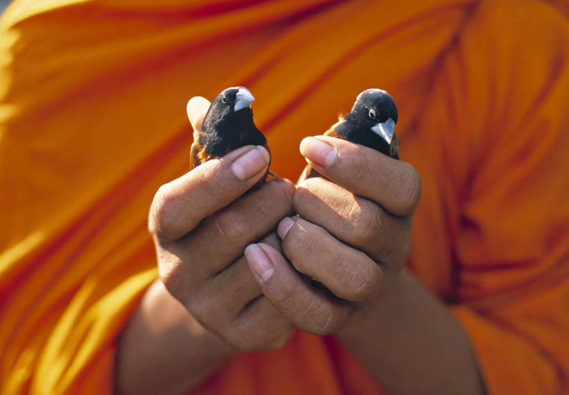 一个人,横图,柬埔寨,亚洲,鸟类,首都,藏红花,摄影,东南亚,僧侣,彩图,金边