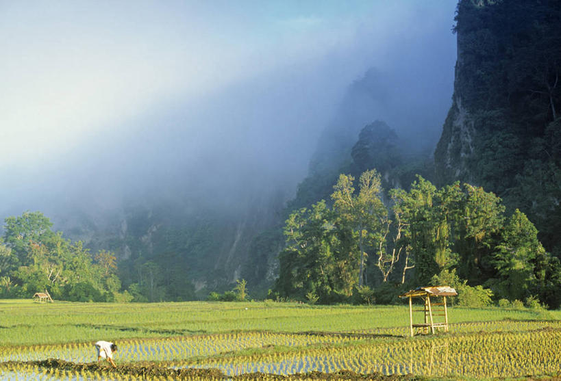 无人,横图,室外,农业,印度尼西亚,亚洲,稻田,摄影,苏门答腊岛,彩图