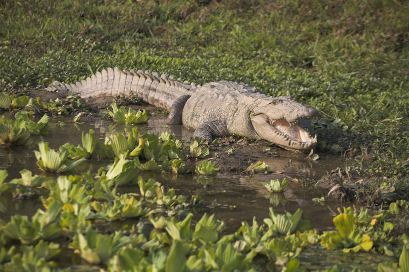 无人,横图,室外,鳄鱼,野生动物,尼泊尔,亚洲,首都,摄影,加德满都,彩图