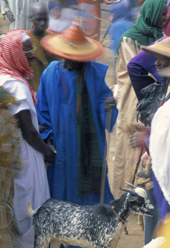 竖图,非洲,市场,摄影,山羊,彩图