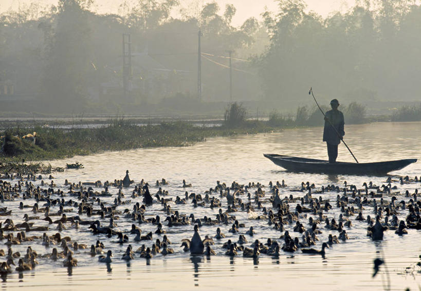 无人,横图,室外,河流,柬埔寨,越南,亚洲,鸭子,摄影,东南亚,彩图,顺化