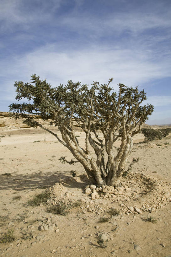 无人,竖图,阿曼,摄影,中东,波斯湾,塞拉莱,阿拉伯,彩图,阿拉伯半岛