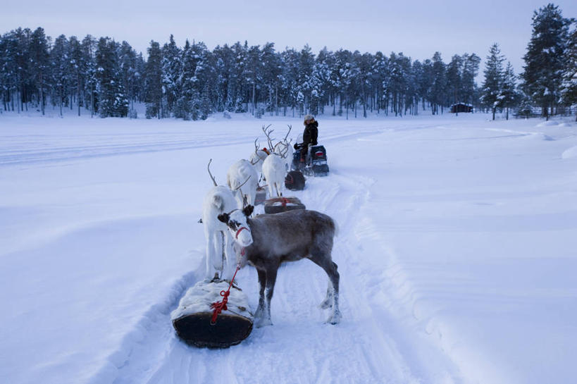 一个人,横图,室外,北极,雪,瑞典,欧洲,冬天,摄影,西欧,斯堪的纳维亚,北欧,斯堪狄纳维亚半岛,北博滕,驯鹿,彩图