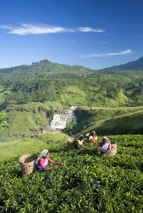 竖图,斯里兰卡,亚洲,茶叶,摄影,印度次大陆,努沃勒埃利耶,彩图