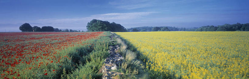 无人,横图,全景,室外,农作物,美景,英国,欧洲,地形,景观,田地,英格兰,黄色,红色,自然,油菜花,景色,摄影,西欧,自然风光,北欧,英国文化,彩图,爱文