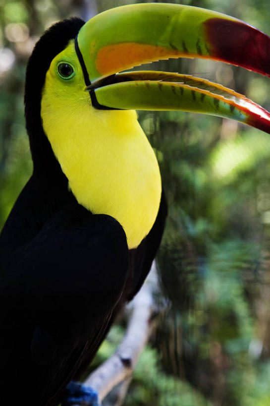 无人,竖图,鸟,野生动物,伯利兹,鸟类,动物,摄影,中美洲,拉丁美洲,巨嘴鸟,鵎鵼,彩图