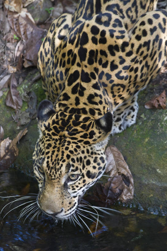 无人,竖图,野生动物,伯利兹,动物,摄影,中美洲,拉丁美洲,美洲虎,彩图