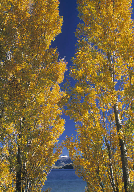 无人,竖图,室外,叶子,新西兰,地形,树,摄影,澳大拉西亚,南太平洋,新西兰南岛,瓦纳卡湖,秋天,彩图