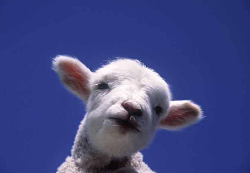 无人,横图,新西兰,动物,摄影,澳大拉西亚,南太平洋,新西兰南岛,绵羊,彩图