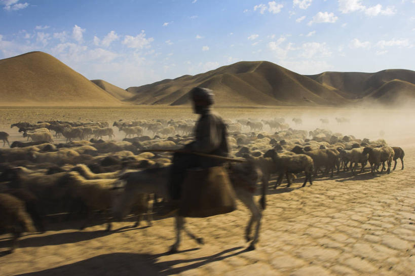 无人,横图,阿富汗,亚洲,摄影,中亚,绵羊,彩图