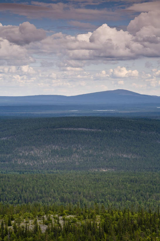 无人,竖图,室外,北极,森林,树林,欧洲,芬兰,地形,树,平原,夏天,摄影,西欧,北欧,拉普兰,彩图
