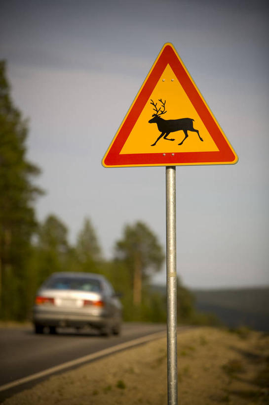 无人,竖图,北极,欧洲,芬兰,日本料理,摄影,西欧,北欧,拉普兰,腐皮卷,彩图