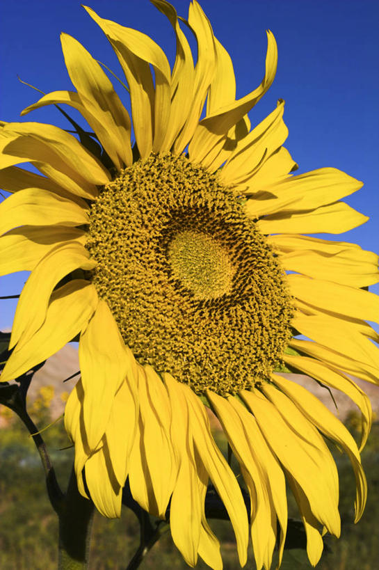 无人,竖图,向日葵,阿富汗,亚洲,摄影,中亚,彩图