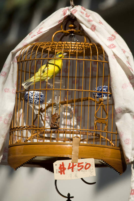 无人,竖图,城市,香港,亚洲,鸟笼,摄影,九龙,彩图