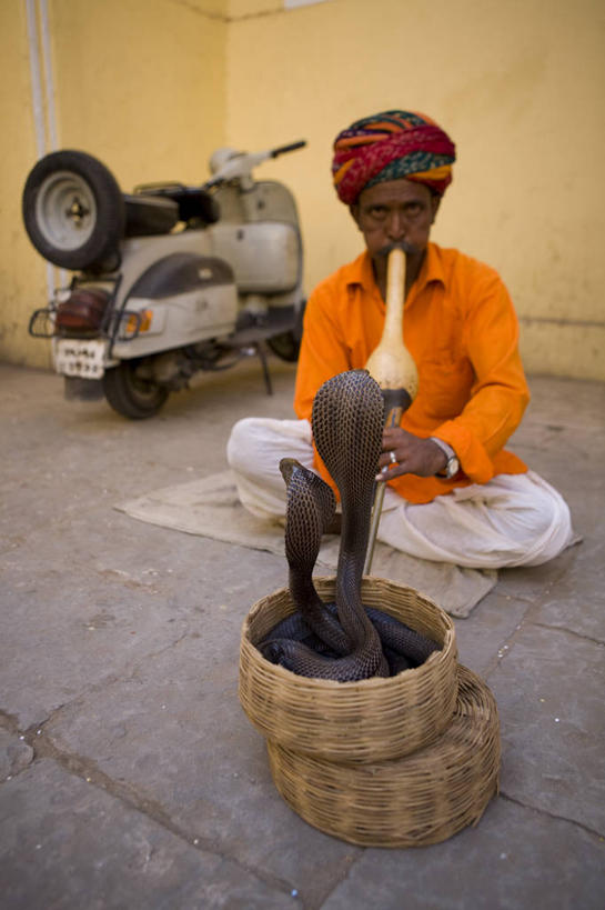 一个人,竖图,城市,印度,亚洲,摄影,拉贾斯坦邦,斋普尔,彩图