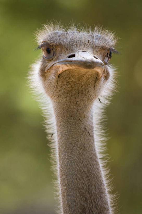 无人,竖图,鸵鸟,非洲,肯尼亚,动物,摄影,东非,彩图