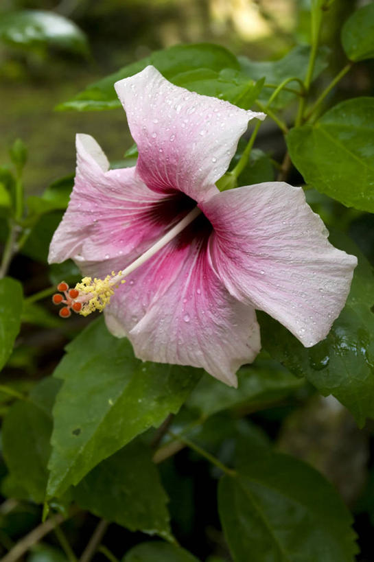 无人,竖图,室外,特写,度假,海洋,植物,密克罗尼西亚,岛,木槿,木槿花,美丽,摄影,太平洋,热带气候,坚韧,大洋洲,永恒,质朴,无穷花,太平洋岛屿,彩图