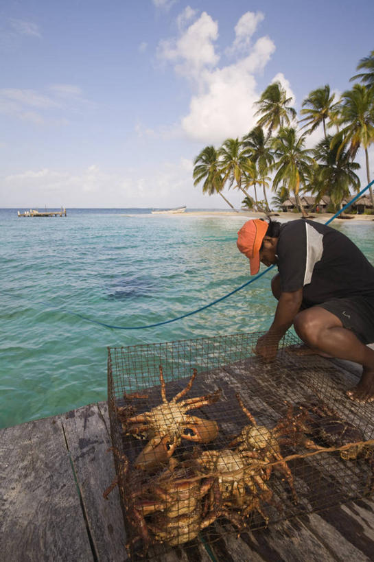 竖图,棕榈树,树,摄影,中美洲,拉丁美洲,彩图