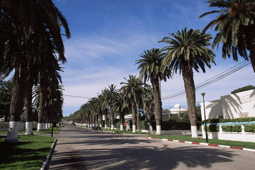 无人,横图,路,棕榈树,非洲,突尼斯,摄影,地中海,北非,彩图