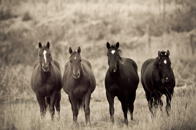 无人,横图,室外,草原,美景,马,美国,景观,自然,动物,地标建筑,景色,摄影,北美,自然风光,蒙大拿州,美国人,彩图,大平原
