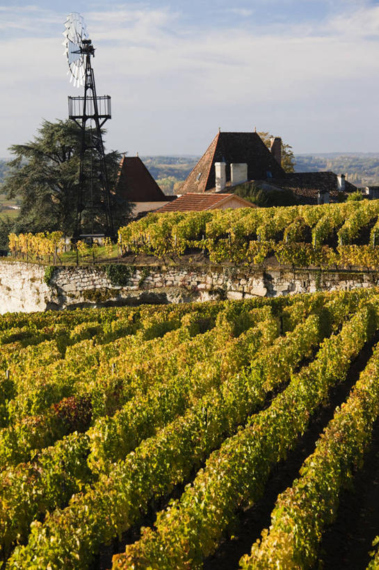 葡萄酒,无人,竖图,俯视,室外,白天,旅游,法国,欧洲,葡萄园,摄影,西欧,法兰西,法兰西共和国,阿基坦,法兰西第五共和国,亚魁当,吉伦特省,阿基坦大区,秋天,彩图,高角度拍摄,旅行,联合国教科文组织