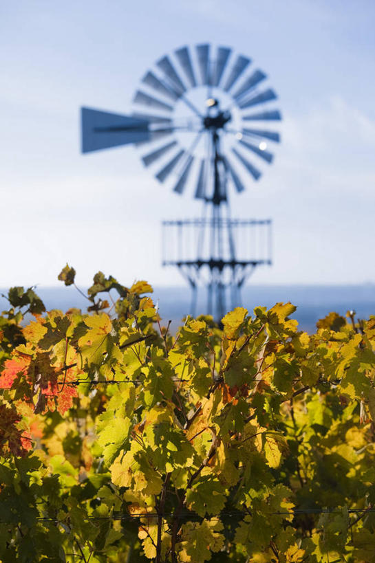 葡萄酒,无人,竖图,俯视,室外,白天,旅游,法国,欧洲,葡萄园,摄影,西欧,法兰西,法兰西共和国,阿基坦,法兰西第五共和国,亚魁当,吉伦特省,阿基坦大区,秋天,彩图,高角度拍摄,旅行,联合国教科文组织