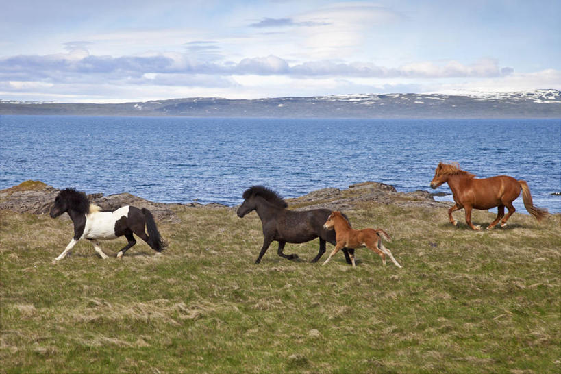 无人,跑,横图,室外,白天,海洋,山,山脉,马,四只,海岸线,动物,摄影,驹,彩图