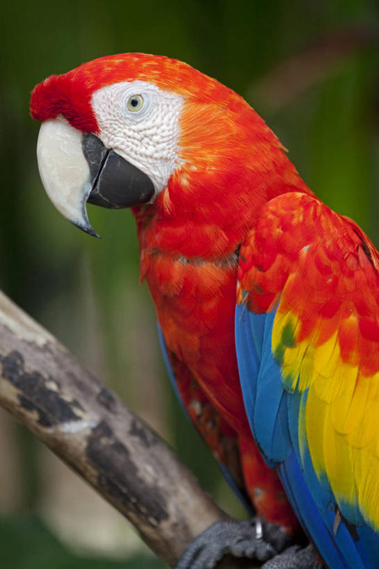 无人,竖图,室外,白天,鹦鹉,印度尼西亚,亚洲,鸟类,摄影,东南亚,金刚鹦鹉,热带气候,大洋洲,东亚文化,小巽他群岛,绿翅金刚鹦鹉,彩图,巴厘