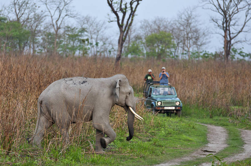 两个人,横图,室外,白天,旅游,野生动物,象牙,印度,行人,游客,游人,路人,旅客,摄影,国家公园,亚洲象,过客,阿萨姆,印度次大陆,象,彩图