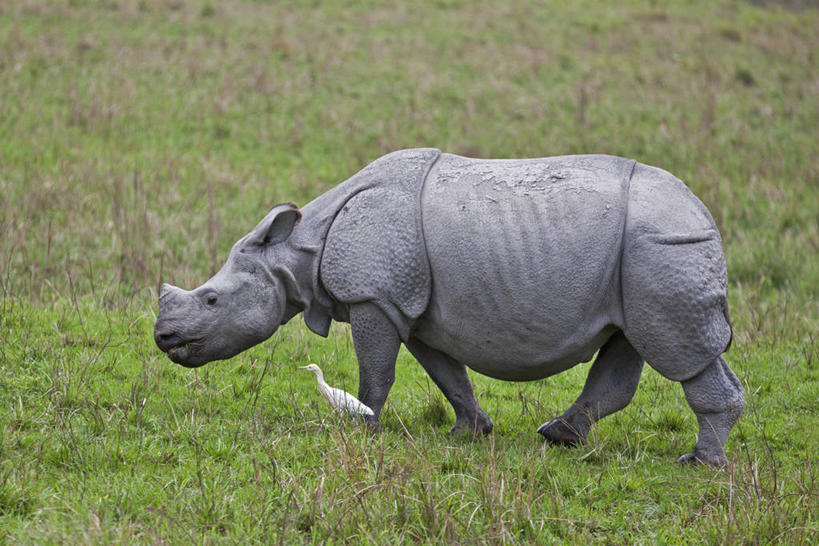 无人,横图,室外,白天,白鹭,野生动物,印度,鸟类,动物,摄影,国家公园,凶猛,独角犀,独角犀牛,印度犀,印度犀牛,阿萨姆,印度次大陆,残暴,凶残,犀牛,彩图,大独角犀