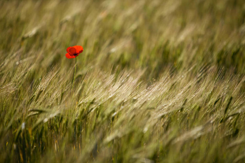 无人,横图,室外,白天,留白,山,山脉,意大利,欧洲,谷类,黎明,花,红色,摄影,大麦,国家公园,翁布里亚大区,佩鲁贾,彩图