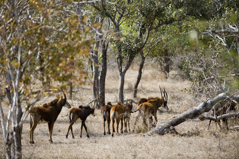 无人,横图,室外,白天,哺乳动物,野生动物,非洲,马拉维,羚羊,动物,摄影,考古学,国家公园,小牛,非洲文化,黑马羚,野生动物保护区,东非,彩图