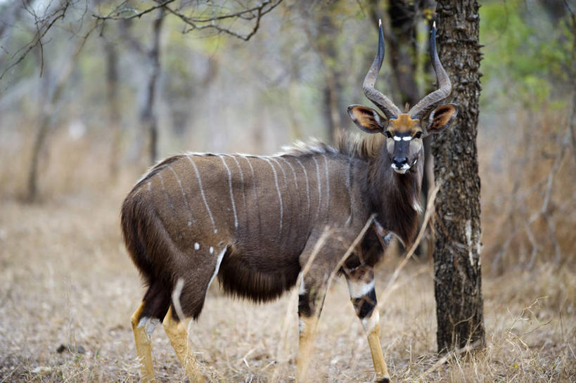 无人,横图,室外,白天,哺乳动物,野生动物,非洲,马拉维,羚羊,动物,摄影,考古学,国家公园,非洲文化,野生动物保护区,东非,林羚,彩图