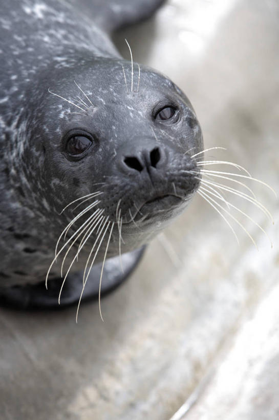动物园,竖图,哺乳动物,海豹,野生动物,英国,英格兰,动物,摄影,肖像,斑海豹,援救,彩图,旅行,西南英格兰