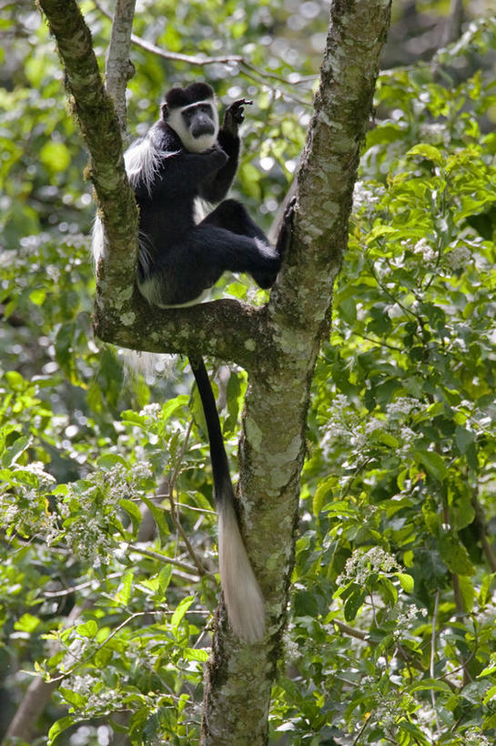 竖图,室外,森林,野生动物,猴子,非洲,肯尼亚,树,自然,动物,摄影,叶猴,灵长目,彩图,旅行