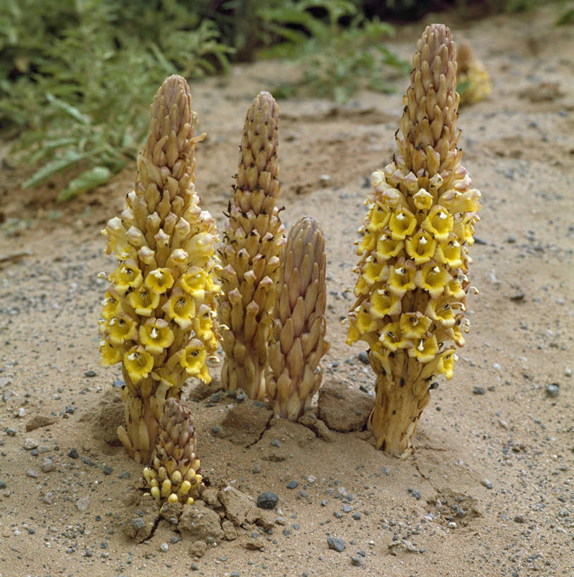 竖图,非洲,肯尼亚,花,黄色,力量,摄影,彩图,旅行