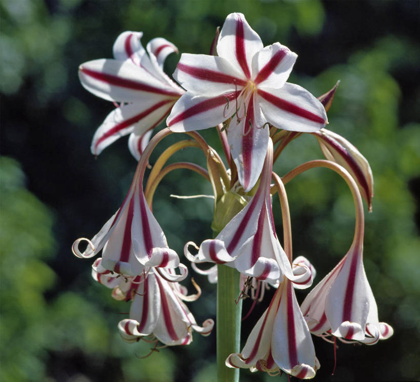 横图,睡莲,非洲,肯尼亚,条纹,首都,花,白色,摄影,奈洛比,彩图,旅行