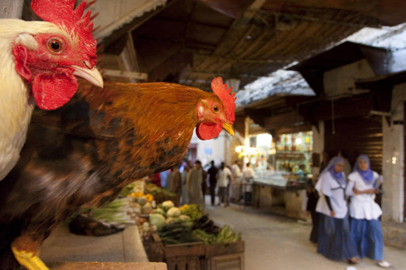 横图,非洲,摩洛哥,鸡肉,市场,北,动物,摄影,白肉,费兹,摩洛哥文化,公鸡,彩图,旅行