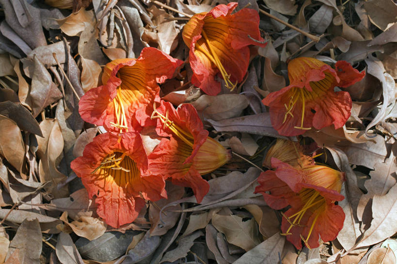 横图,叶子,非洲,坦桑尼亚,花,摄影,干的,凤凰木,东非,彩图